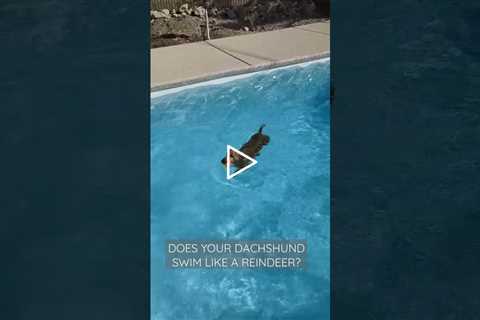 Dachshund swims like a Reindeer! #shorts #dachshund #lakehavasu #swimming #weinerdog