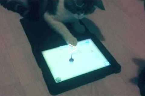 Game for Cats  There's an app for that