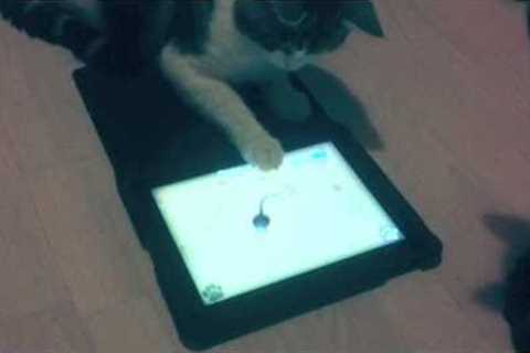 Game for Cats  There''s an app for that