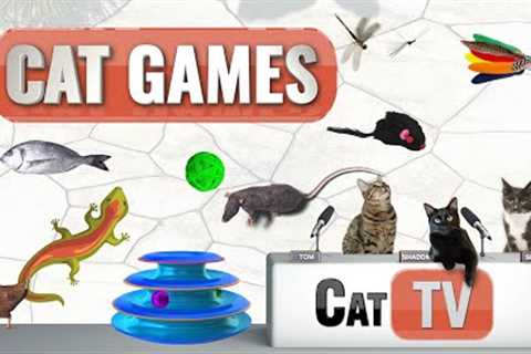 Cat Games | Ultimate Cat TV Compilation Vol 1 | 🦎