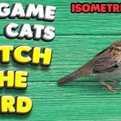 3D game for cats | CATCH THE BIRD (isometric view) | 4K, 60 fps, stereo sound