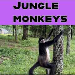 Had a blast watching the monkeys in the trees today 💜