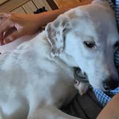 Confused couple thought dog was ignoring them. Turns out he''s just...