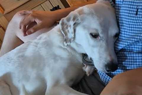 Confused couple thought dog was ignoring them. Turns out he''s just...